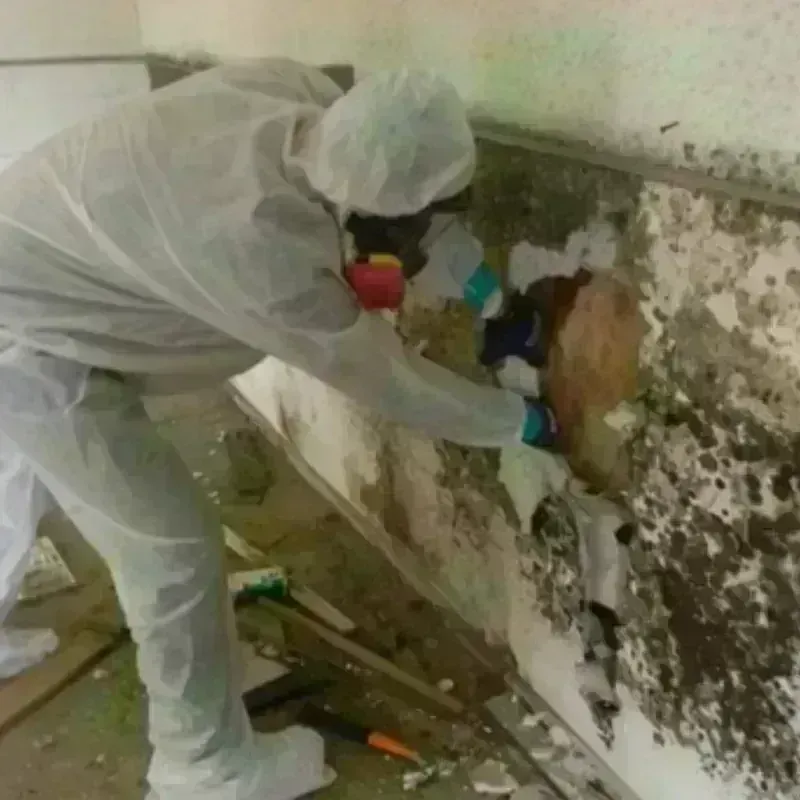 Mold Remediation and Removal in Rio Rico, AZ